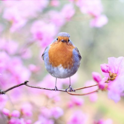 Comparaison entre la jagolipette et d'autres espèces d'oiseaux similaires