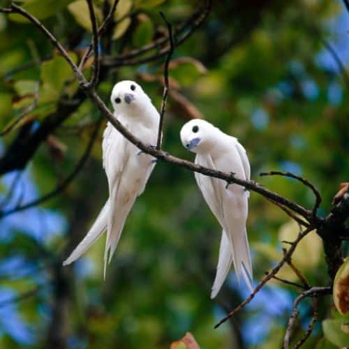 agolipette adulte perchée sur une branche, oiseau rare aux plumes colorées